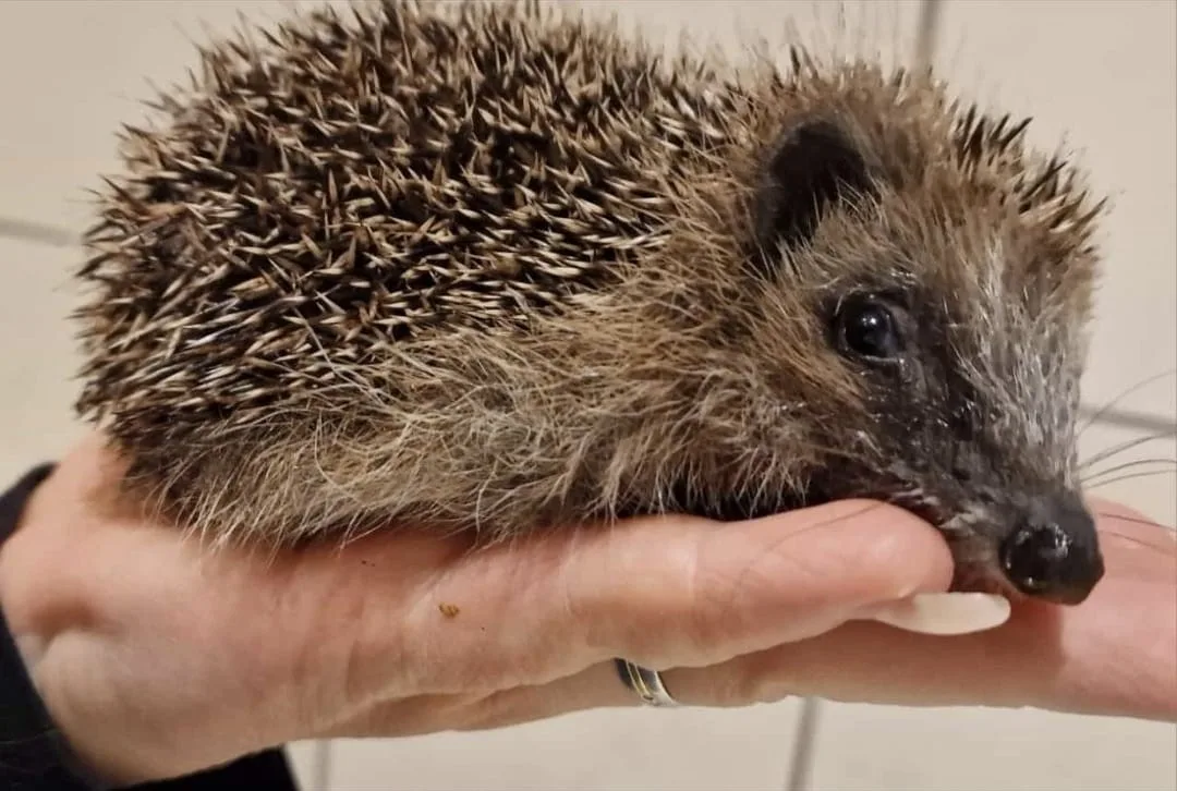 Diesem kleinen Igel hat Claudia Schaufelberger den Namen Randy Randalierer gegeben. Ihn päppelt sie diesen Winter auf. Man sieht einen kleinen Igel auf einer Hand.
